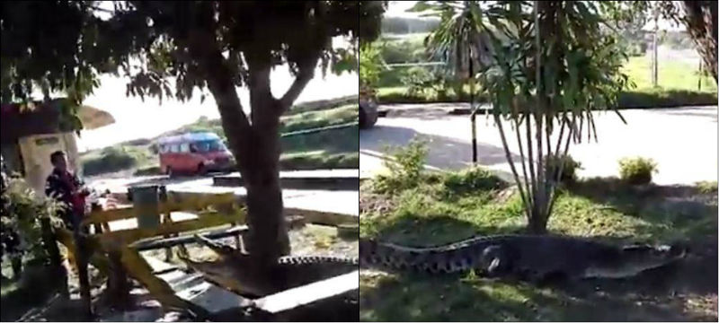 Trabalhadores espantam crocodilo de terreno com escavadeira