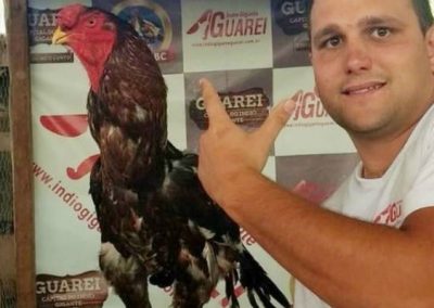 Maior galo do Brasil é vendido por R$ 154 mil