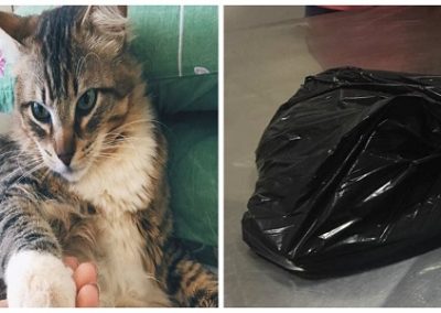 Gato deixado em pet shop é devolvido à dona morto, em saco de lixo