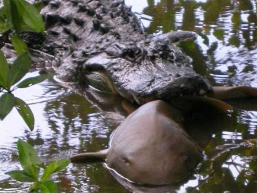Inusitada “briga” entre tubarão e crocodilo é registrada por cientistas