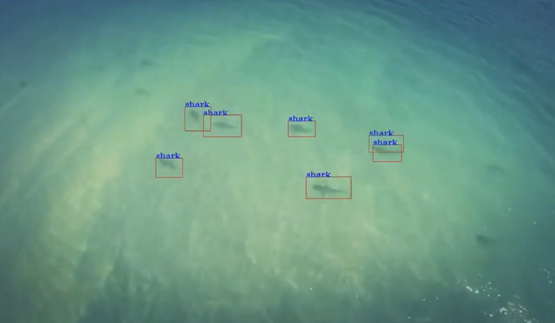 Câmeras especiais de drones são usadas em  praias para localizar tubarões próximos de banhista