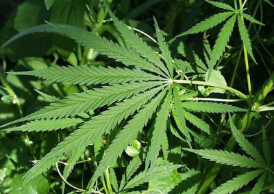 Faculdade lança graduação em produção de maconha