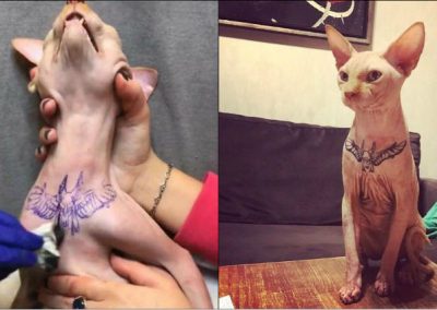 Após tatuar gato e postar fotos nas redes sociais, mulher é investigada