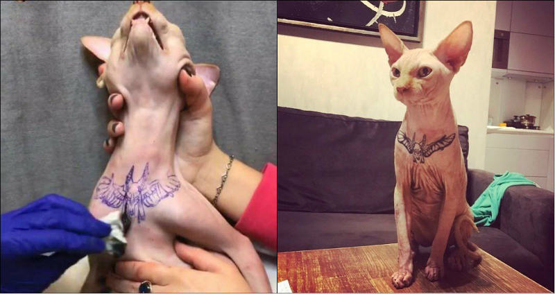 Após tatuar gato e postar fotos nas redes sociais, mulher é investigada