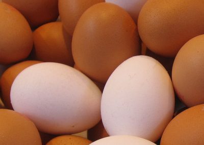 Galinhas põem ovos com proteína que combate câncer