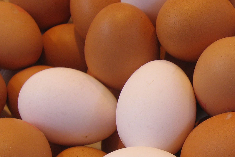Galinhas põem ovos com proteína que combate câncer