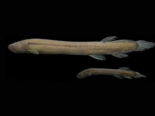 Peixe raro é descoberto na Amazônia, mas já está ameaçado de extinção