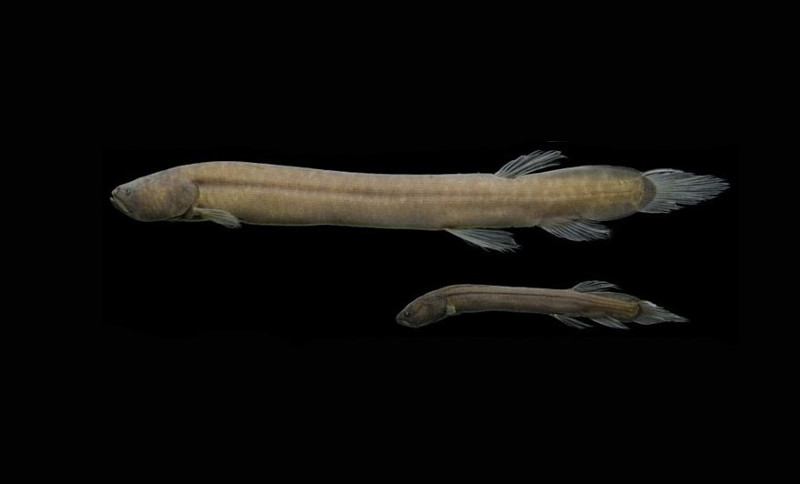 Peixe raro é descoberto na Amazônia, mas já está ameaçado de extinção