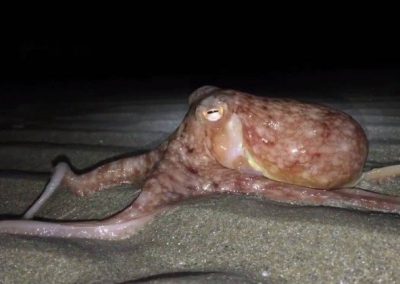 Polvos com comportamento suicida invadem praia do País de Gales