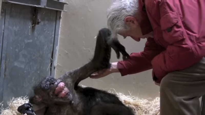 No leito de morte, chimpanzé reconhece biólogo e comove público