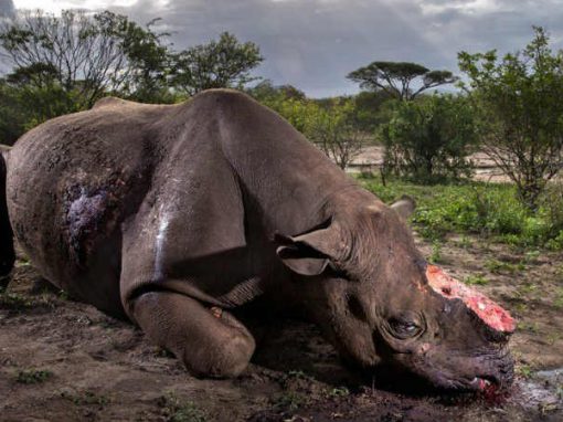 Junto a icônica foto de rinoceronte abatido, Brasil leva prêmio de fotografia