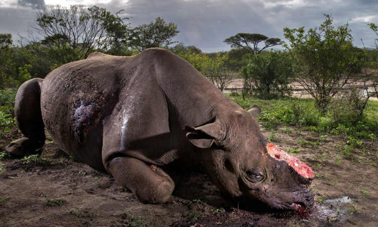 Junto a icônica foto de rinoceronte abatido, Brasil leva prêmio de fotografia
