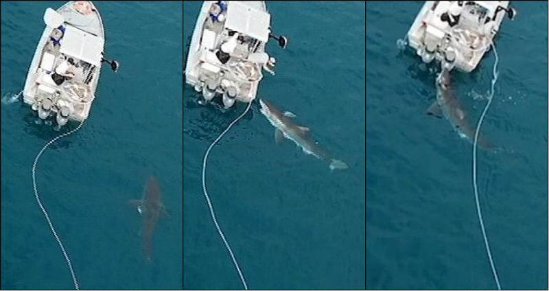 Tubarão de 4,5 metros ataca embarcação de turistas