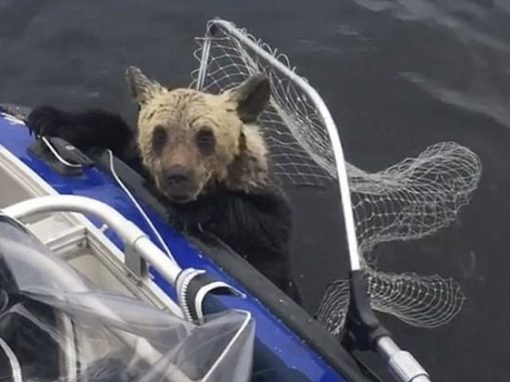 Filhotes de urso são salvos de afogamento em lago por pescadores
