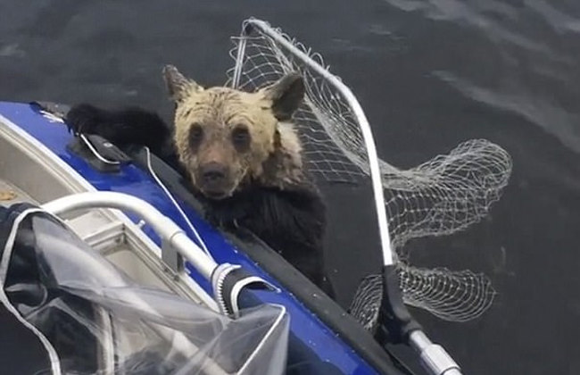 Filhotes de urso são salvos de afogamento em lago por pescadores