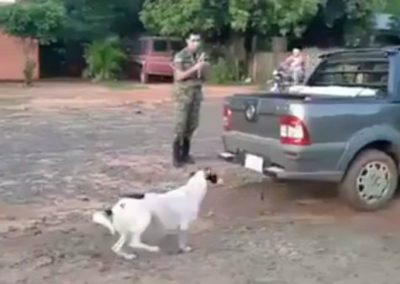 Cachorro é arrastado por carro como “castigo” após morder criança