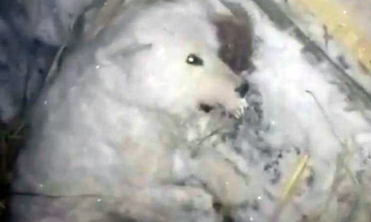 Homem congela cão de estimação depois de jogar água nele a -32°C