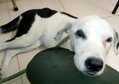 Cachorro abandonado em aeroporto morre “de tristeza”