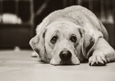 Ser humano tem mais empatia por animais que por pessoas, diz estudo