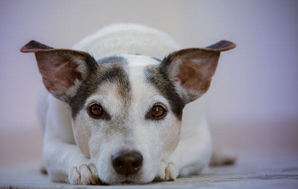 Donos de cachorro vivem mais do que os de outros animais, diz pesquisa