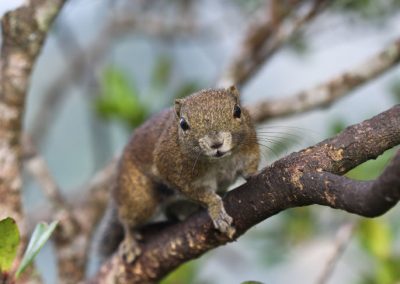 Hanseníase pode ter se espalhado no mundo por causa de esquilos