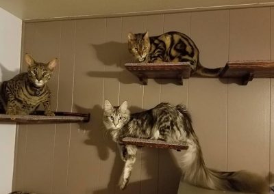 Gatos recordistas do Guinness desaparecem após incêndio em residência