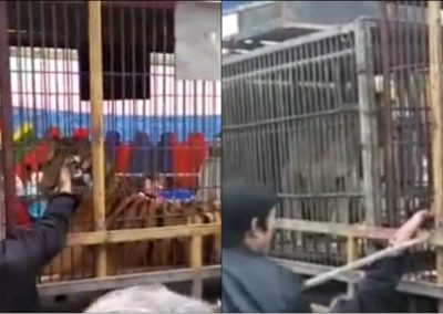Idoso é mordido por tigre ao tentar alisá-lo em zoológico