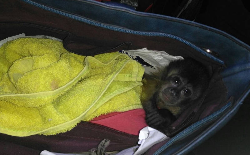 Mulher é detida traficando macacos em malas duas vezes no mesmo dia