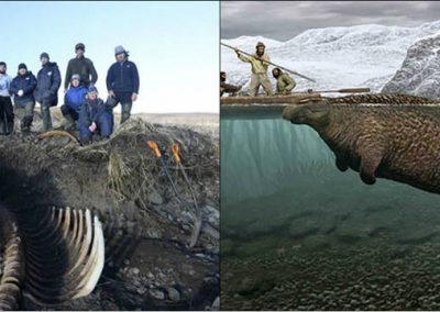 Esqueleto de peixe-boi com 6m é encontrado em ilha