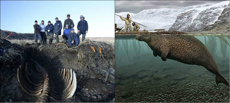 Esqueleto de peixe-boi com 6m é encontrado em ilha