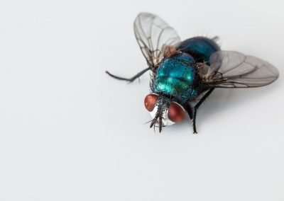 Mosca pode transmitir mais doenças do que você imagina