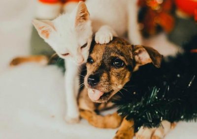 Animais posam em ensaio de Natal em busca de adoção