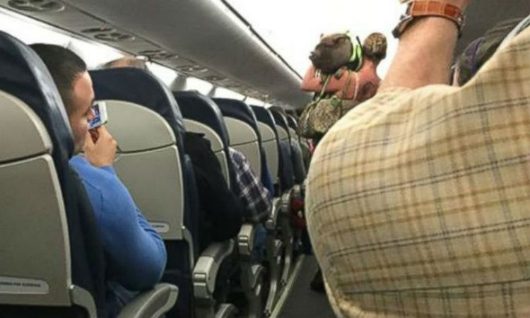 Mulher tenta embarcar em avião com porco de estimação e acaba expulsa