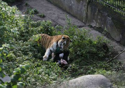 Tigre ataca cuidadora após gaiola ser deixada aberta por engano