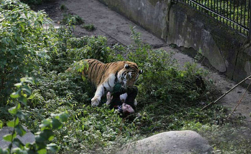 Cuidadora atacada por tigre pode perder emprego por “irresponsabilidade”