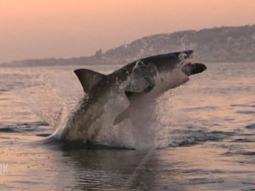 Em registro raro, tubarão branco pula para fora d’água em busca de presa