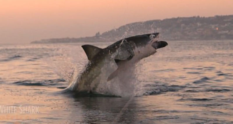 Em registro raro, tubarão branco pula para fora d’água em busca de presa