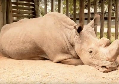 Registro de último rinoceronte branco macho do mundo comove internet