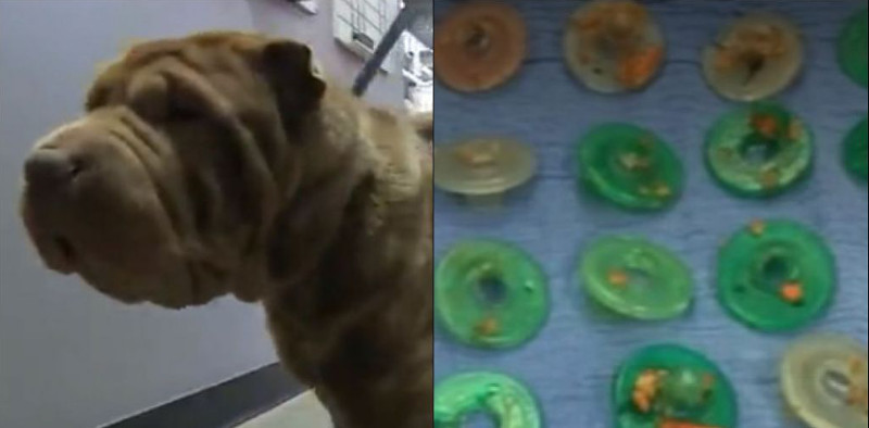 Veterinários retiram 21 chupetas de estômago de cadela