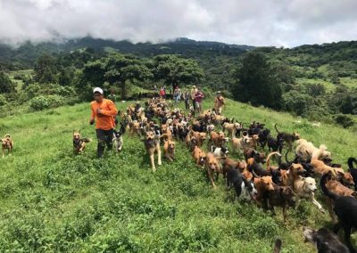 Paraíso dos vira-latas, abrigo cria 800 cães livres na natureza até adoção