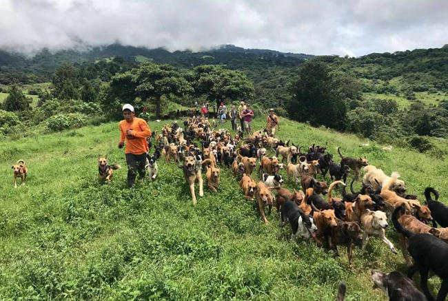 Paraíso dos vira-latas, abrigo cria 800 cães livres na natureza até adoção