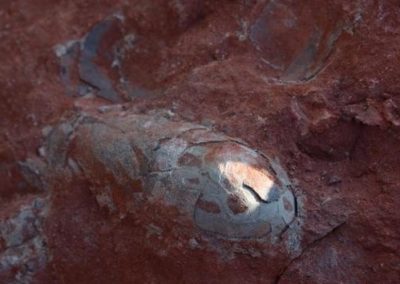 Ninho de ovos de dinossauro com 130 milhões de anos é encontrado
