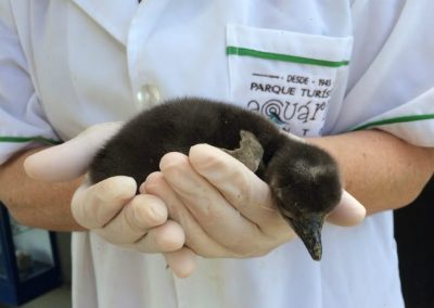 Nasce filhote de primeiro pinguim brasileiro nascido em cativeiro