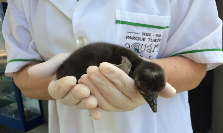 Nasce filhote de primeiro pinguim brasileiro nascido em cativeiro
