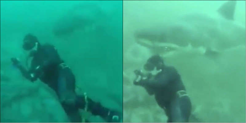 De boca aberta, tubarão toca cabeça de mergulhador que filmava no oceano
