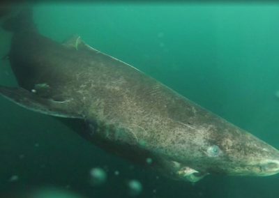 Encontrado “tubarão mais velho do mundo”, com mais de 500 anos