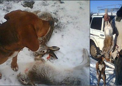 Cachorro “atira” e mata dono durante tarde de caça