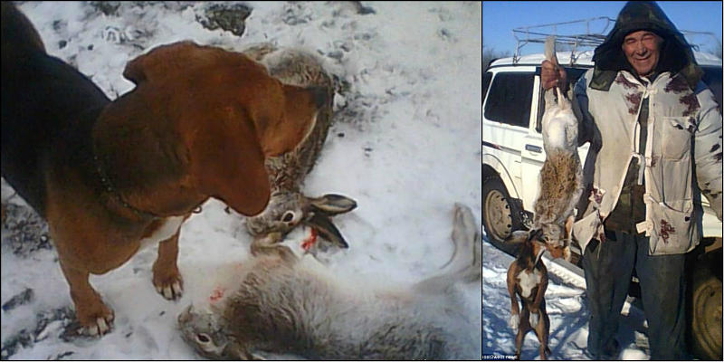 Cachorro “atira” e mata dono durante tarde de caça