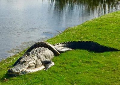 “Luta” entre crocodilo e cobra píton é registrada em campo de golfe