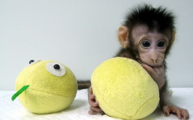macacos clonados china 2